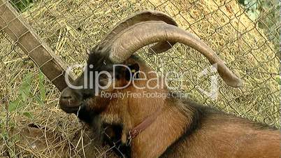 Capricorn with big horns close-up