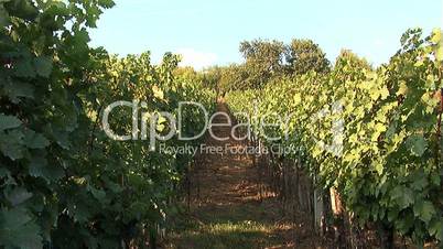 plantations of grapes