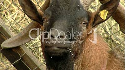 Goat close-up