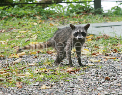 young raccoon posing in the middle of the jungle