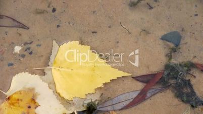 yellow leaf in water