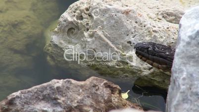 Snake Swimming (Two Shots)