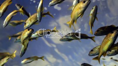 Fish Under Blue Sky