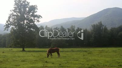 Horse Grazing in Valley