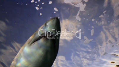 Shark From Low Angle