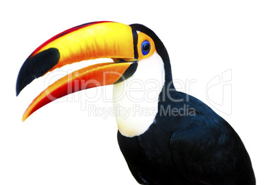 Beautiful Toucan