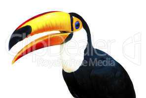 Beautiful Toucan