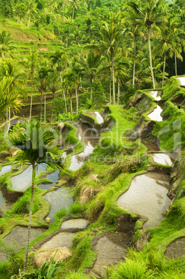 Terrace rice fields