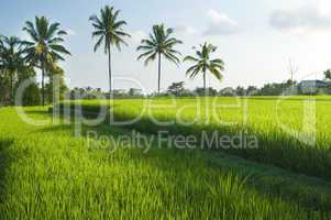 Rice terraces