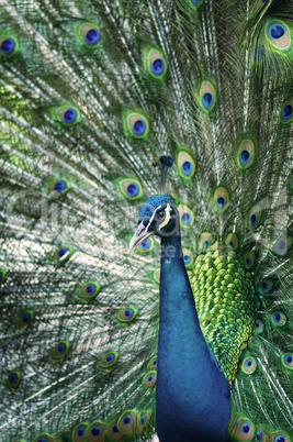 Peacock