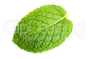 Mint leaf