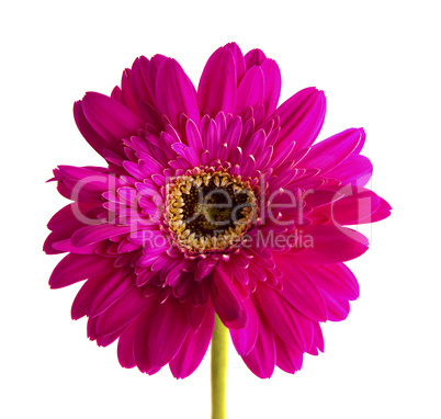 Gerbera