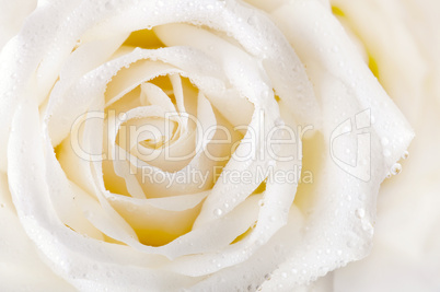 White rose