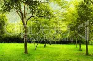 Green trees in park