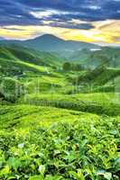 Tea Plantations