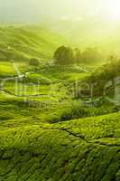 Tea Plantations