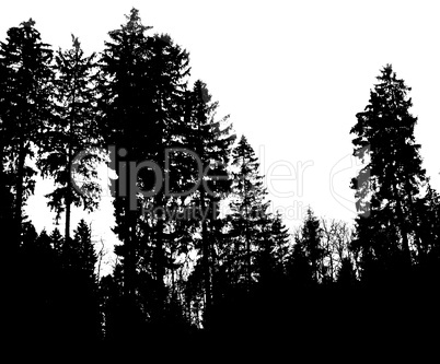 Forest Shadows 2