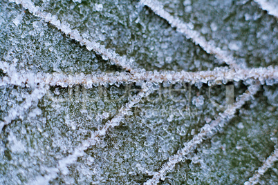 frozen Nature