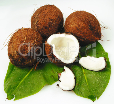 coconut