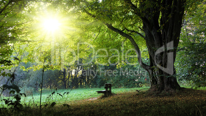 harvest bench