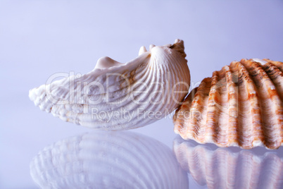 shells