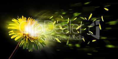 exploding dandelion