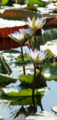 water lily in pond