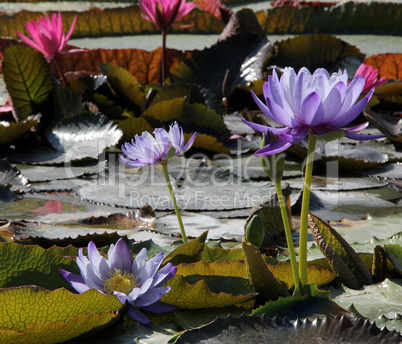 water lily in pond