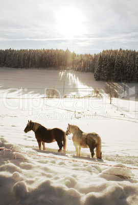 Winter Horses