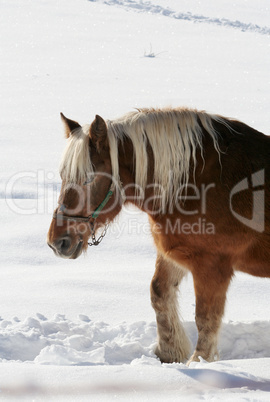 Winter Horses