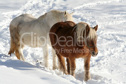 Winter Horses