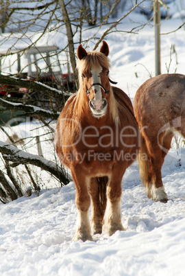 Winter Horses