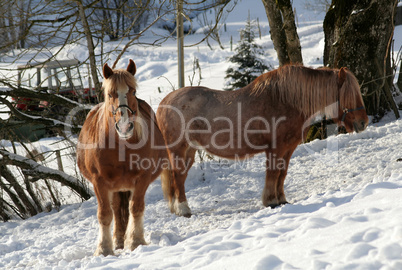 Winter Horses