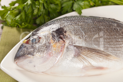 Fresh gilthead