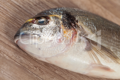 Fresh gilthead