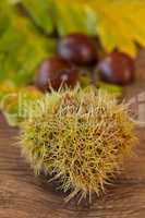 chestnuts