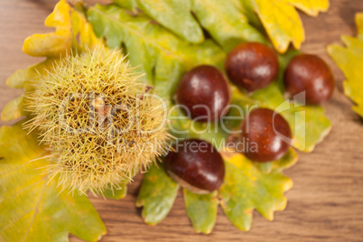 chestnuts