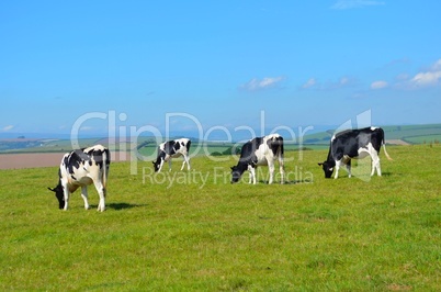Cows grazing in a green field under a blue sky