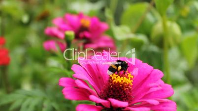 Bumblebee On Pink Flower Closeup