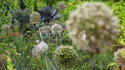 Inflorescences Of Onions