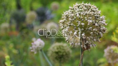 Inflorescences Of Onions With Bee
