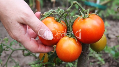 Gather Red Tomatoes