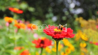 Drone On Red Flower