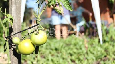 green tomatoes on vegetable garden