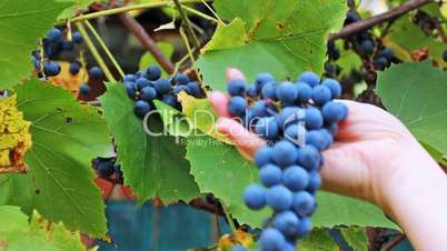 hands of woman pluck purple grapes