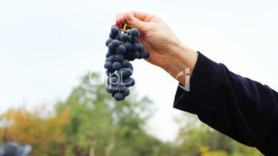 hand of woman holds and turns purple grapes