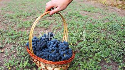 hands of woman put purple grape in basket