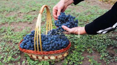 hands of woman put purple grape in basket