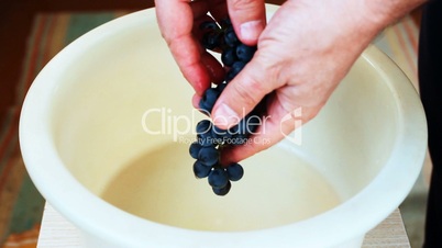 hands of man pluck berries from purple grapes