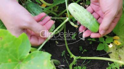 woman hands gather cucumbers